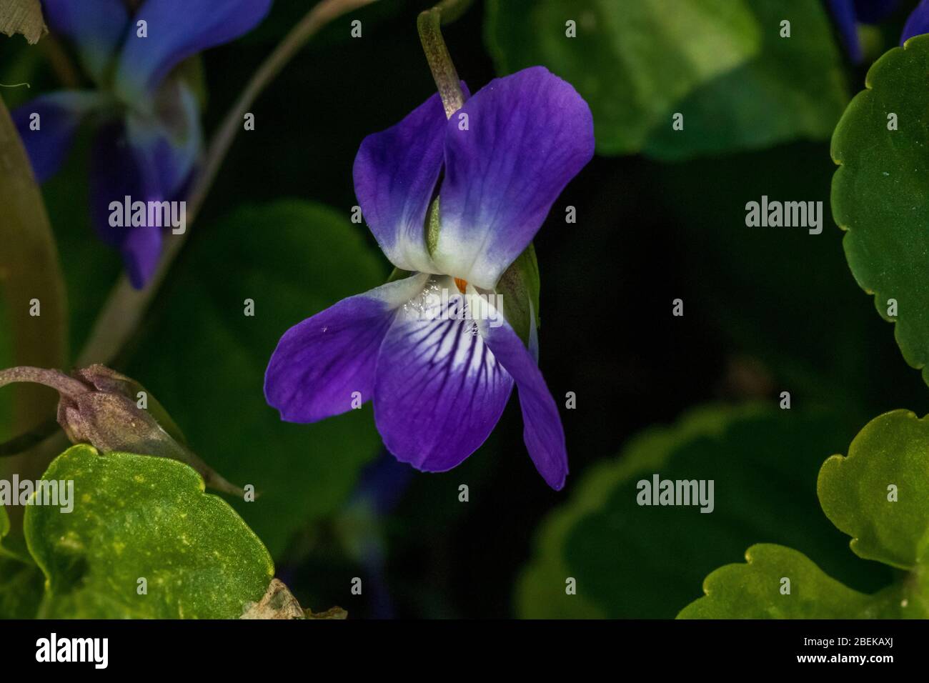 Viola odorata,  Wild Violet Flower Stock Photo