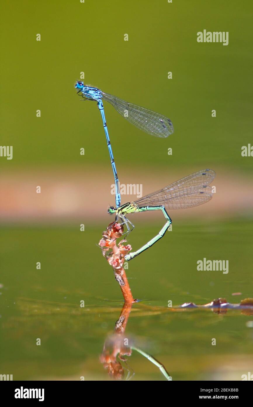 Dragonflies And Damselflies Of Britain High Resolution Stock ...