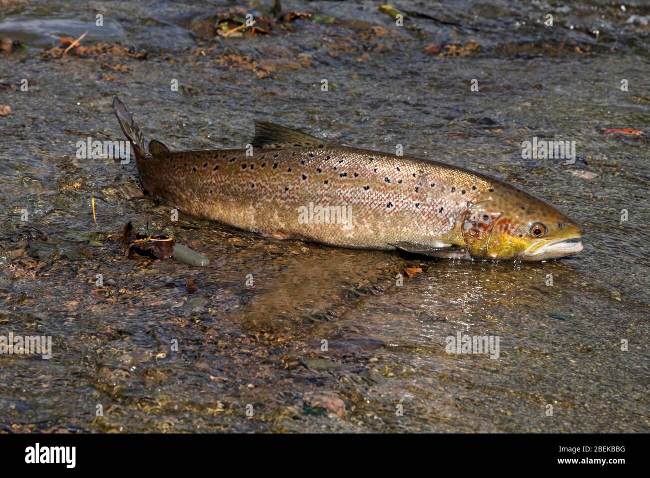 ATLANTIC SALMON (Salmo salar) migrating fish swept out of the flow at a weir, Scotland, UK. Stock Photo