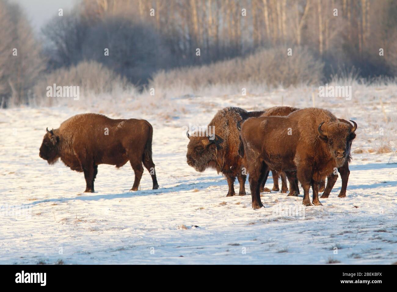 Bison covered in frost hi-res stock photography and images - Alamy