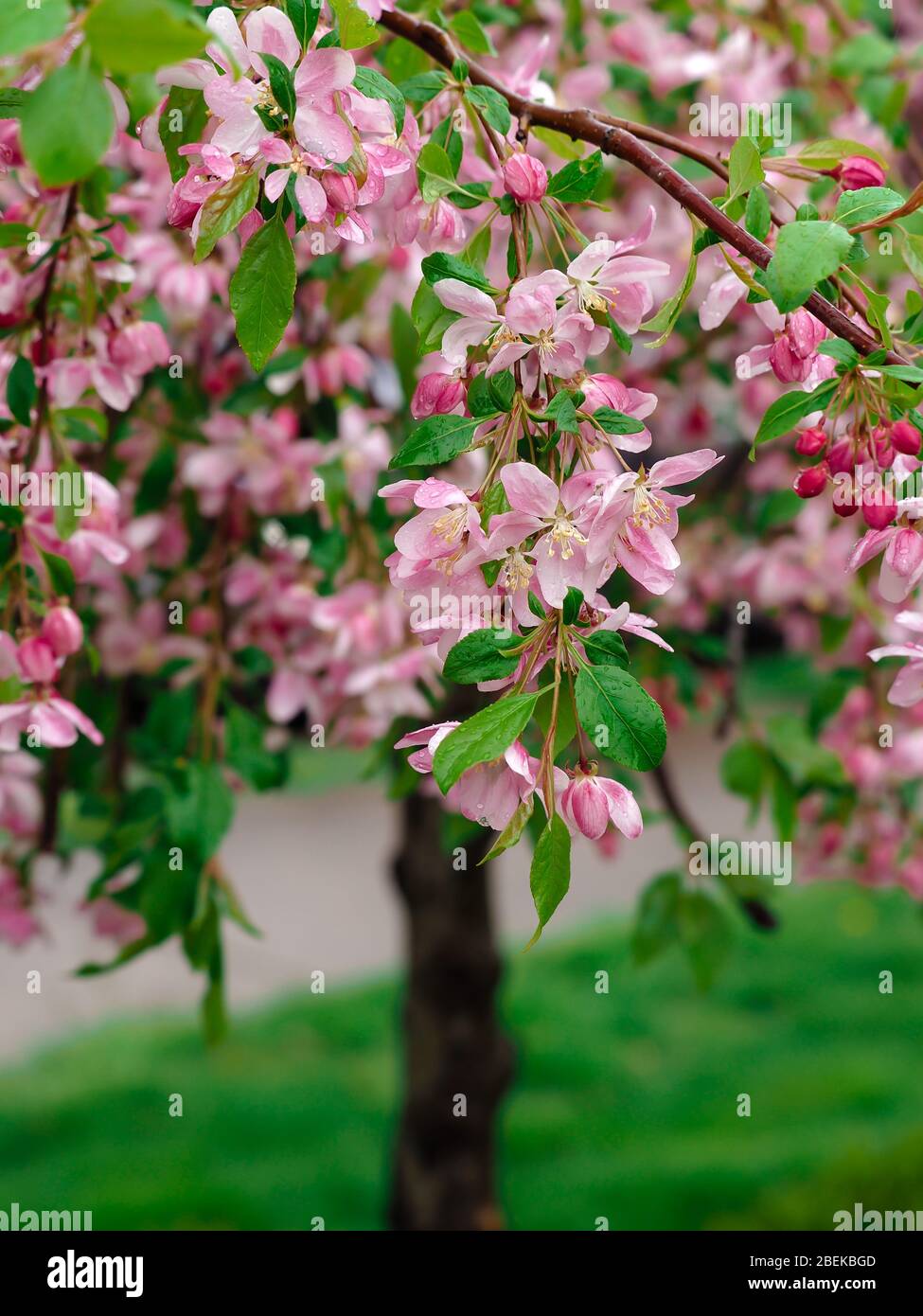 Spring Cherry Blossom Tree in full bloom, up close, with the branches