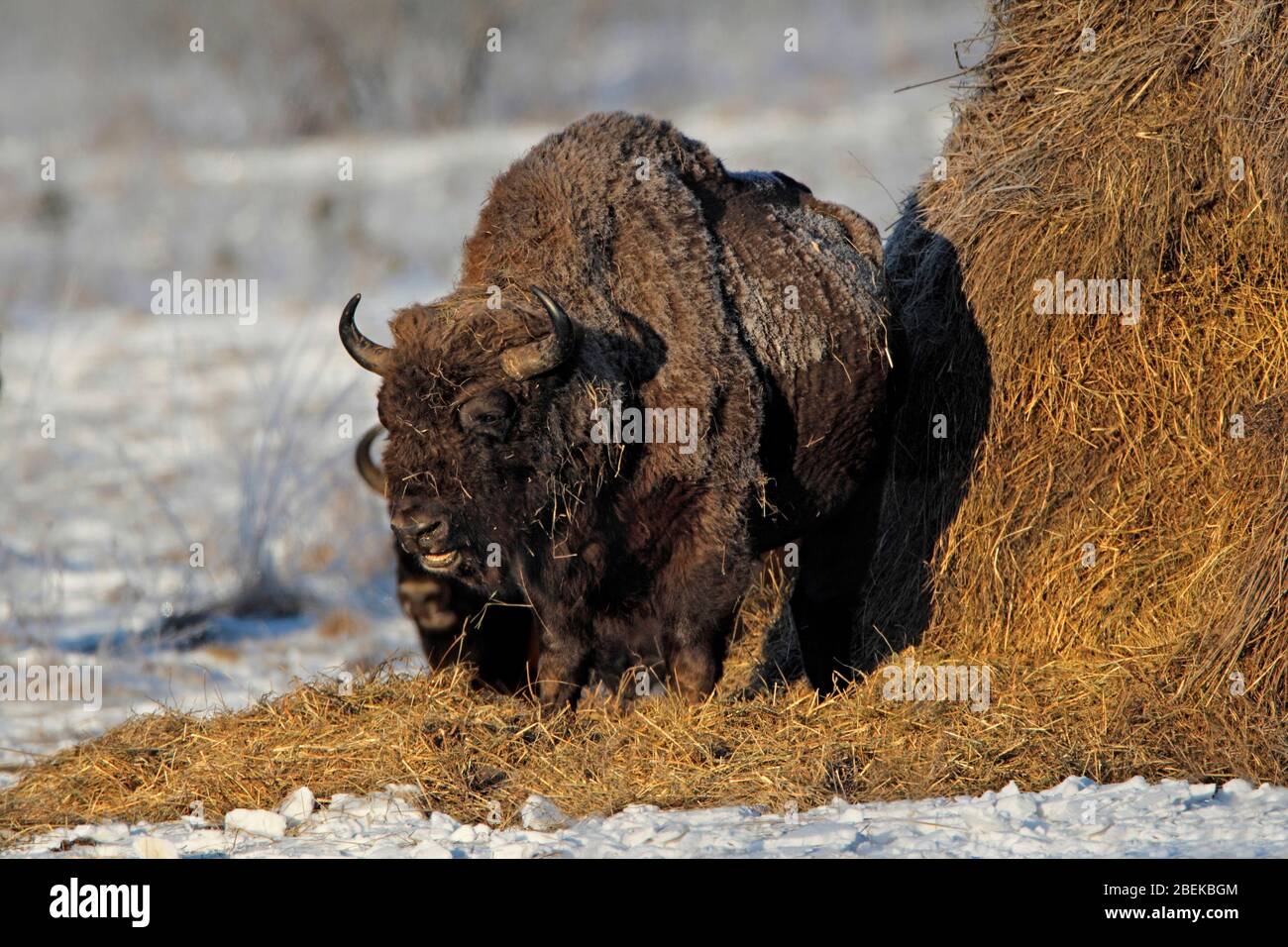 EUROPEAN BISON (Bison bonasus) at a feeding site, Bialowieza, Poland. Stock Photo