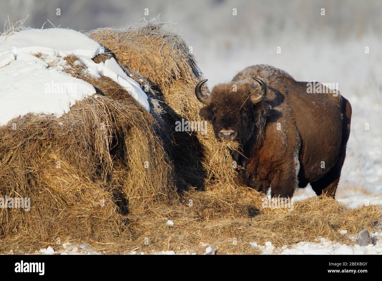 EUROPEAN BISON (Bison bonasus) eating hay at a supplementary feeding site, Bialowieza, Poland. Stock Photo