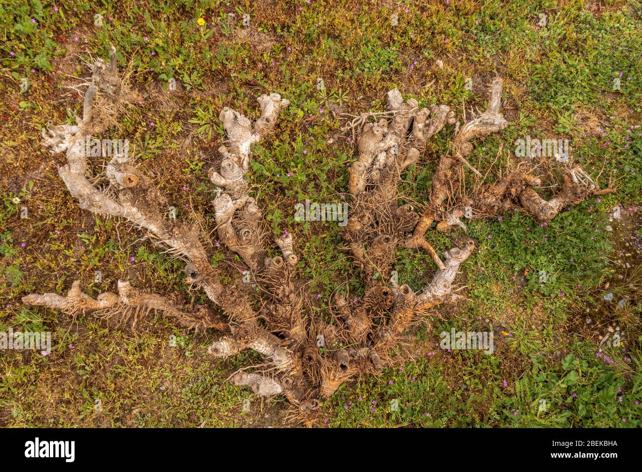 Arundo donax, Spanish cane Root System Stock Photo Alamy