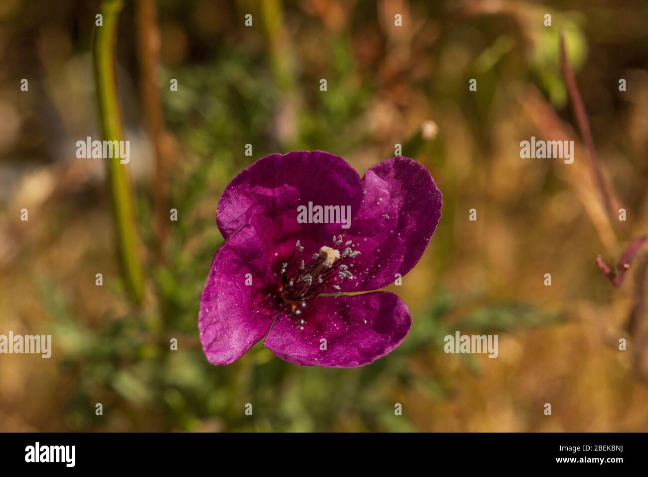 Roemeria, Purple Poppy Flower Stock Photo