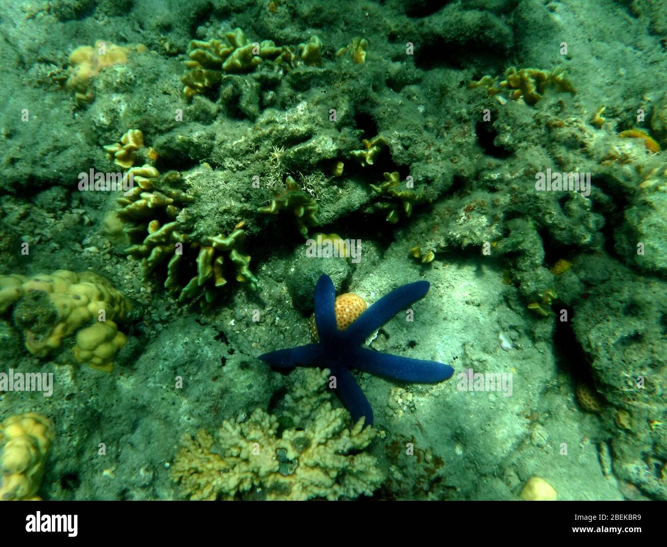 Underwater coral reef with variety of beautiful specimens and large blue starfish seen in the warm waters of the South Pacific. Stock Photo