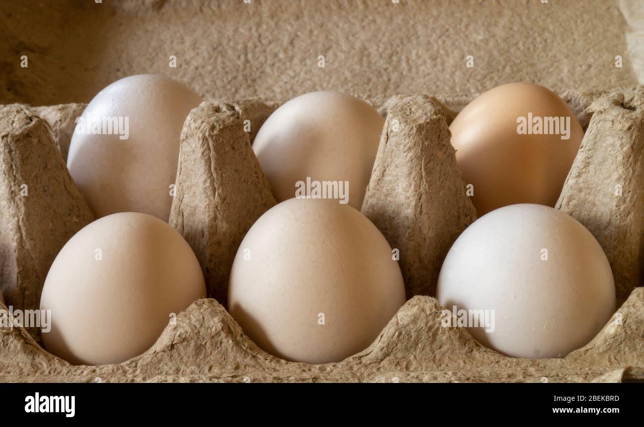 The Chicken egg in sulphur to packing from paperboard. Fresh products of the feeding on gray background Stock Photo