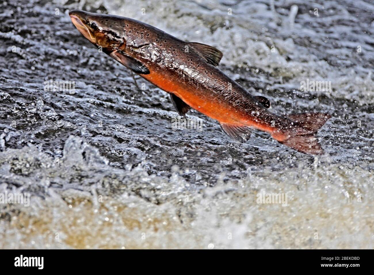 Salmon Jumping Upstream