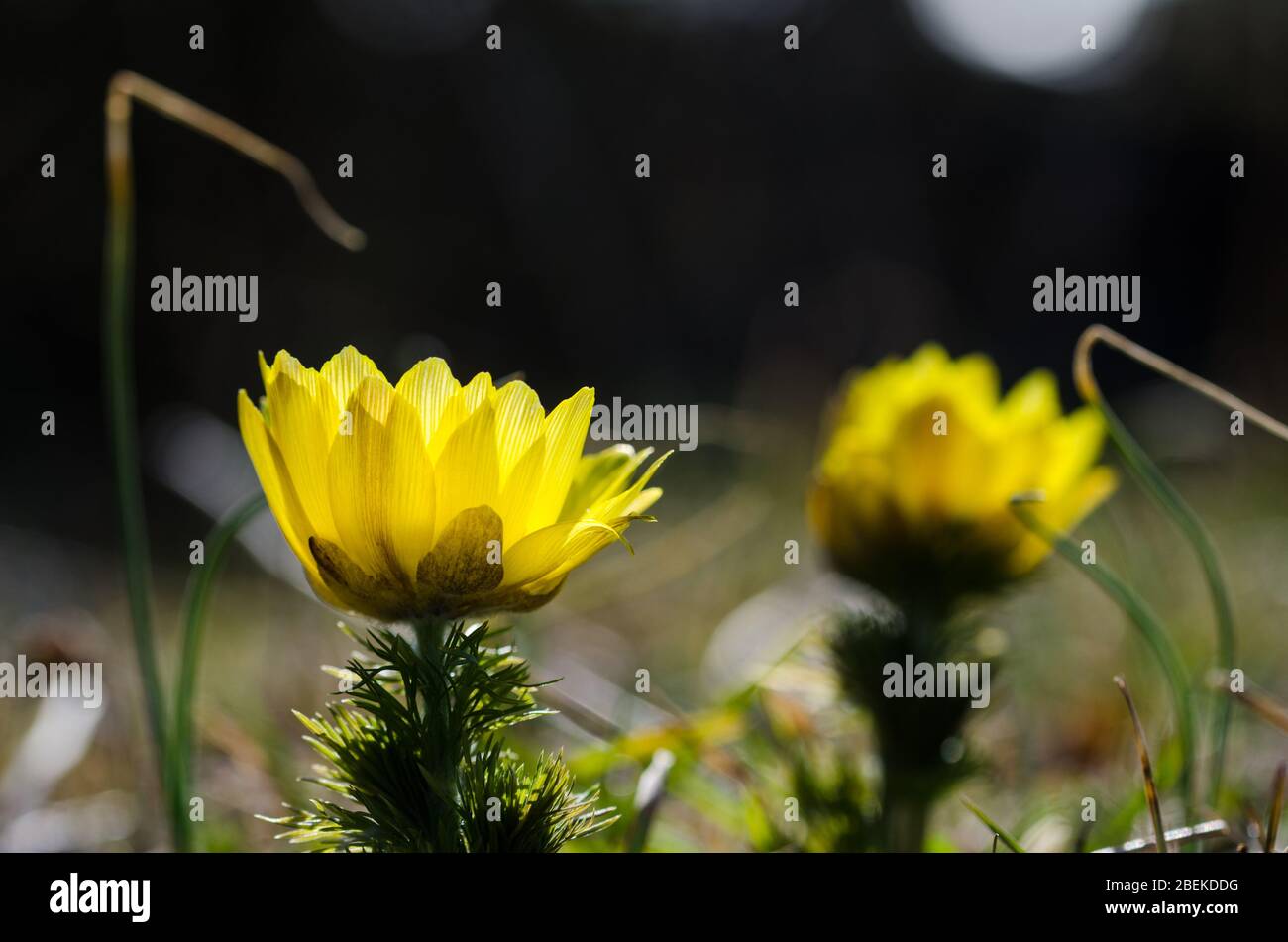 Yellow flower head closeup by a dark background Stock Photo