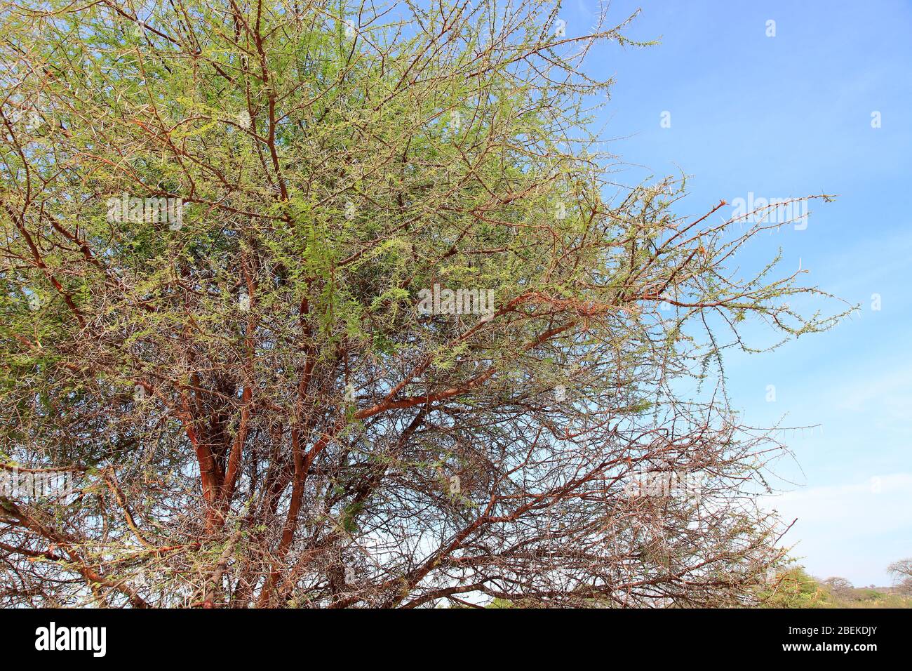 Closeup of acacia tree branches/thorns Stock Photo