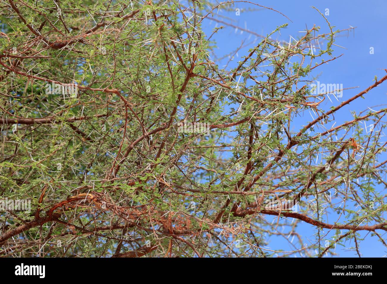 Closeup of acacia tree branches/thorns Stock Photo