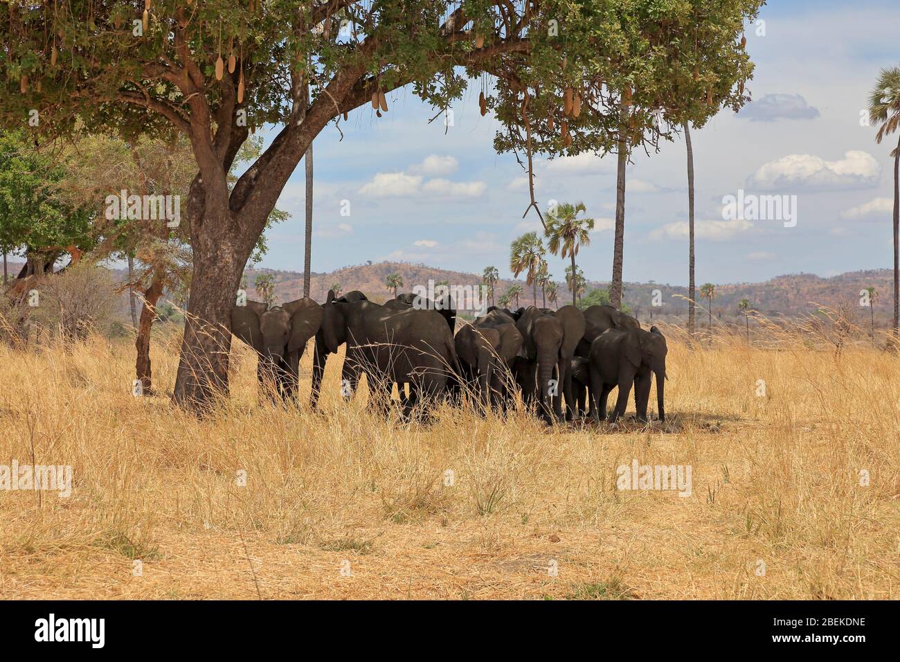 Family of African elephants in the shade of a sausage tree Stock Photo