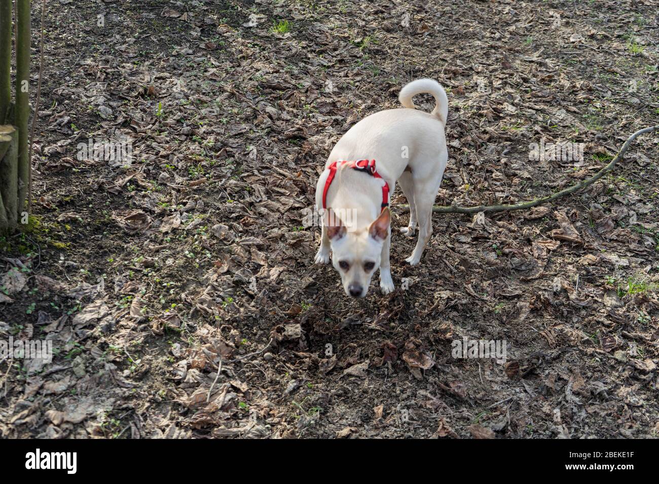A young truffles dog is looking for truffle in a hazel grove of the