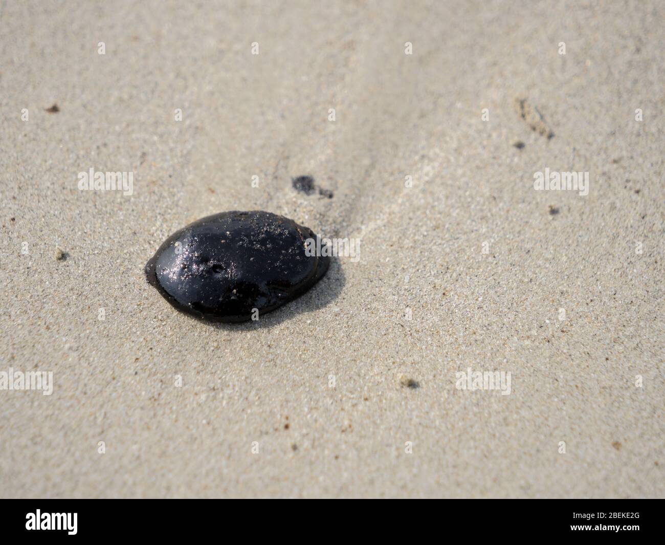 BINTAN, INDONESIA – 7 MAR 2020 – Close up of a tar ball from marine oil spills on Lagoi Beach Stock Photo