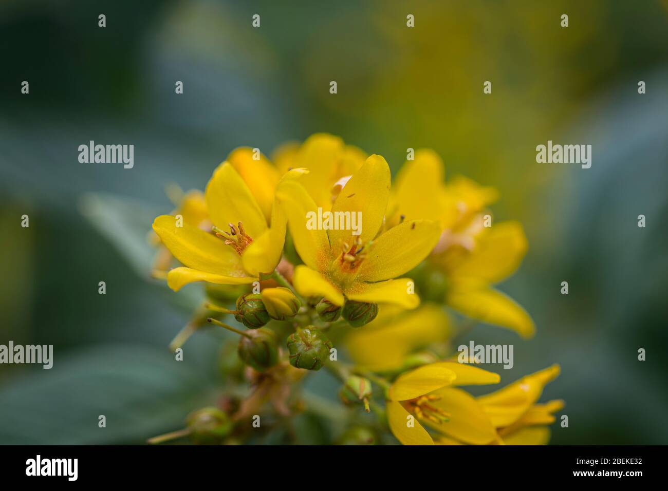 Beautiful closeup, macro photo of black mullein, yellow petals, green stems, stigma Stock Photo