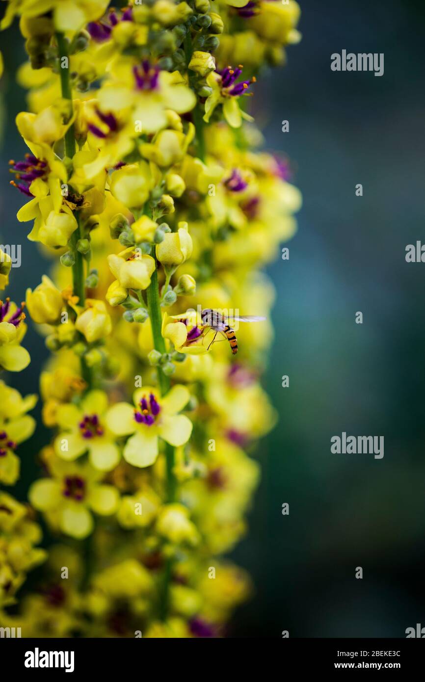 Beautiful closeup, macro photo of black mullein, with wasp flying yellow petals, green stems, purple stigma Stock Photo