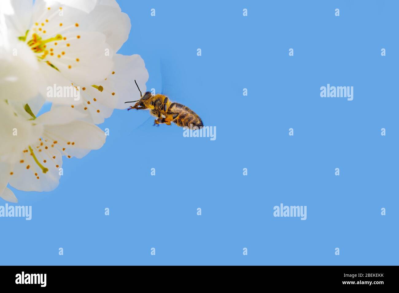 European honey bee hovering next to blooming white cherry blossoms. Insects, agriculture, botany and season concepts Stock Photo