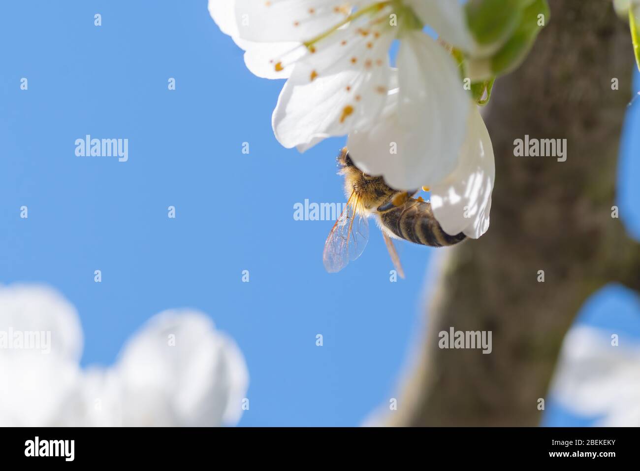 European honey bee pollinating blooming white cherry blossoms. Insects, agriculture, botany and season concepts Stock Photo