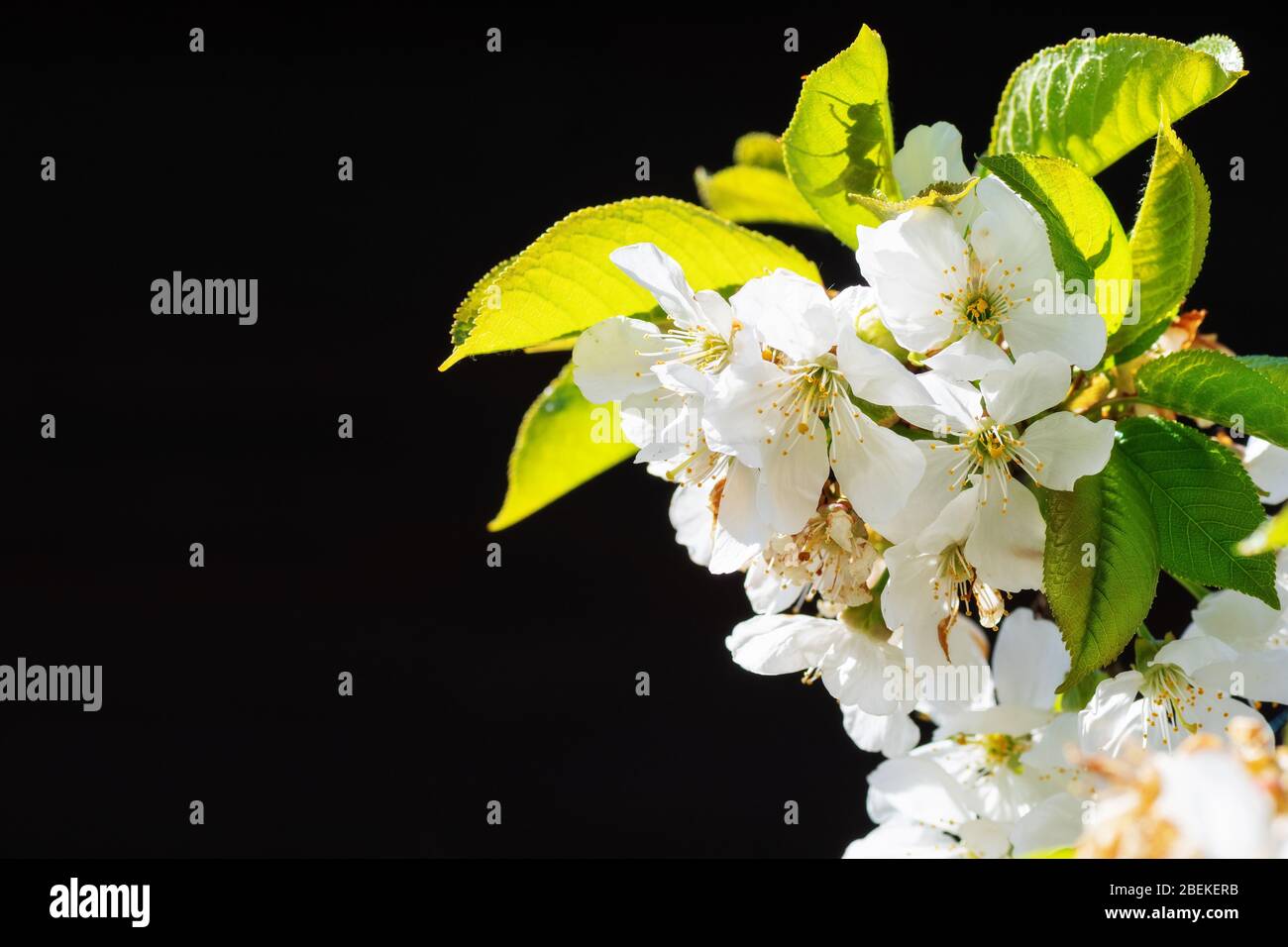 Sunlit white cherry blossoms on black background. Botany, flowers, seasons and agriculture concepts Stock Photo