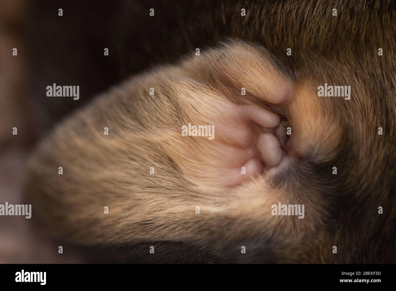 week old puppy ear development Stock Photo