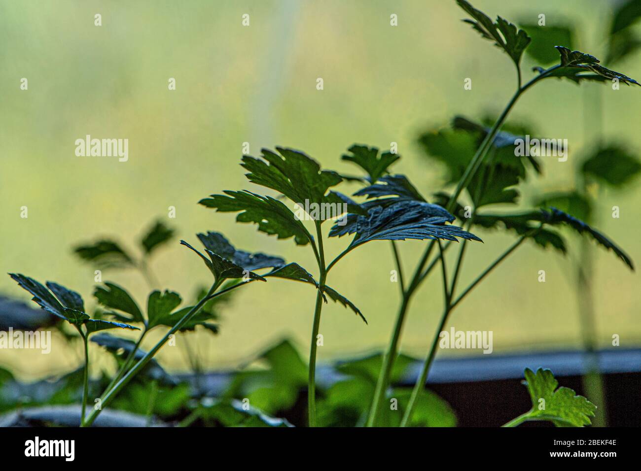 coriander leaves in kitchen Stock Photo