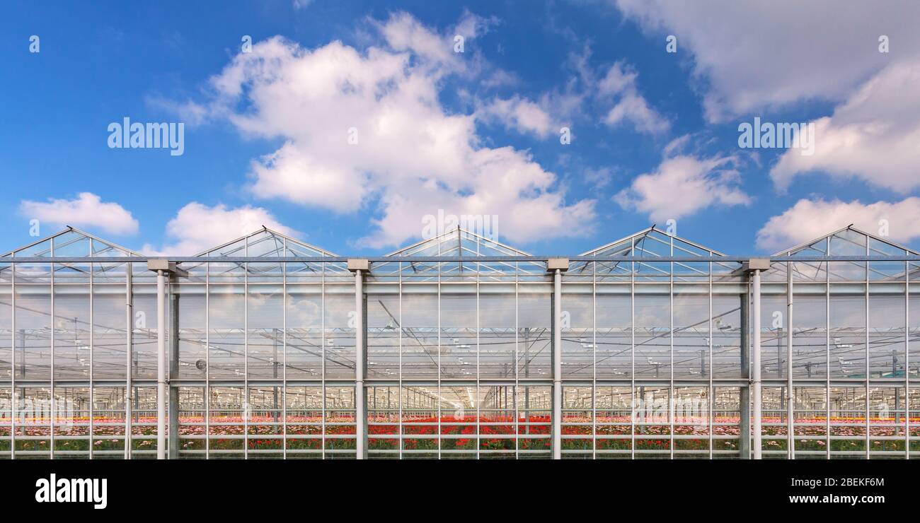Panorama image of a Dutch greenhouse with colorful blooming flowers