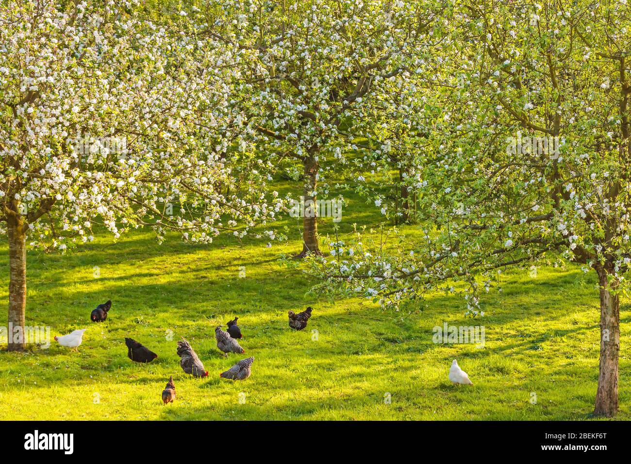 Free range chickens in a sunny blooming Dutch orchard Stock Photo