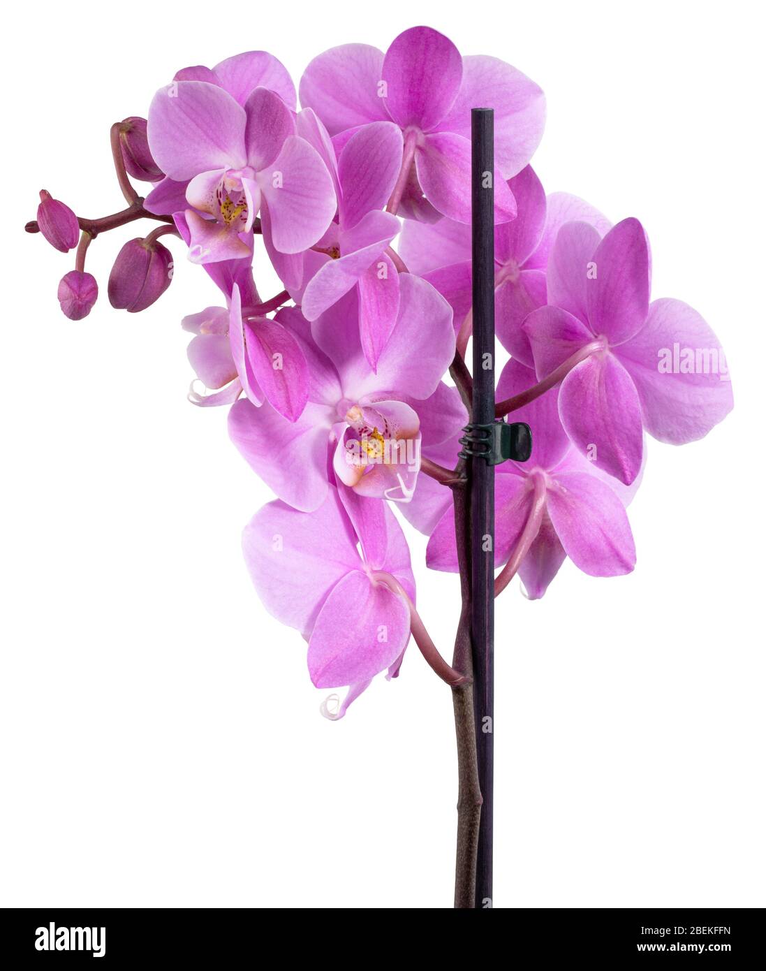 pink flower phalaenopsis orchid isolated on white background Stock ...
