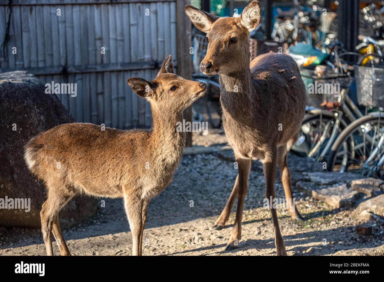 Close-up cute fawn with mother deer relax in sunshine in the Miyajima island, Hiroshima city, Japan Stock Photo