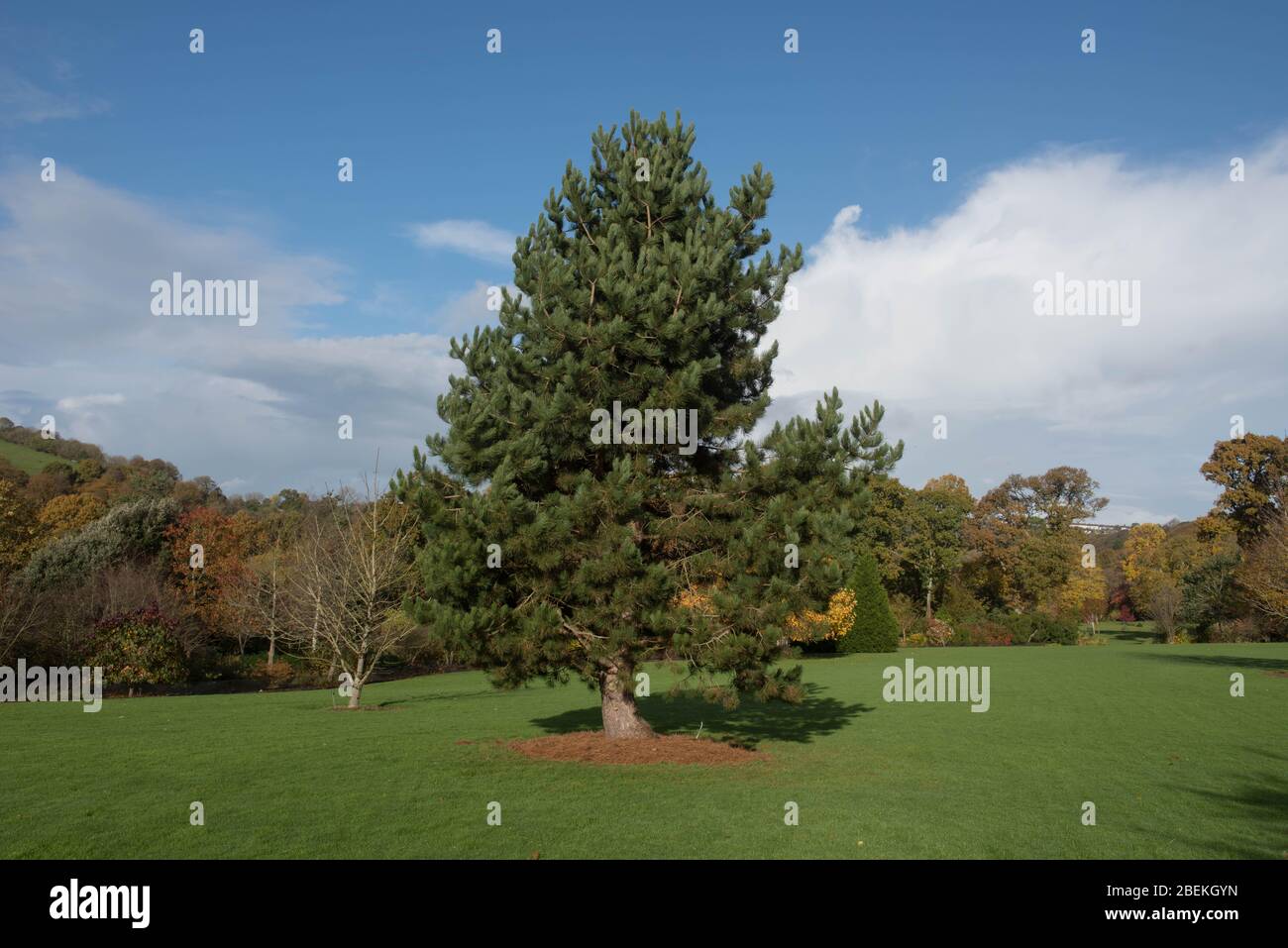 Green Foliage of the Austrian Pine or Black Pine Tree (Pinus nigra) with a Cloudy Blue Sky Background in a Garden Stock Photo