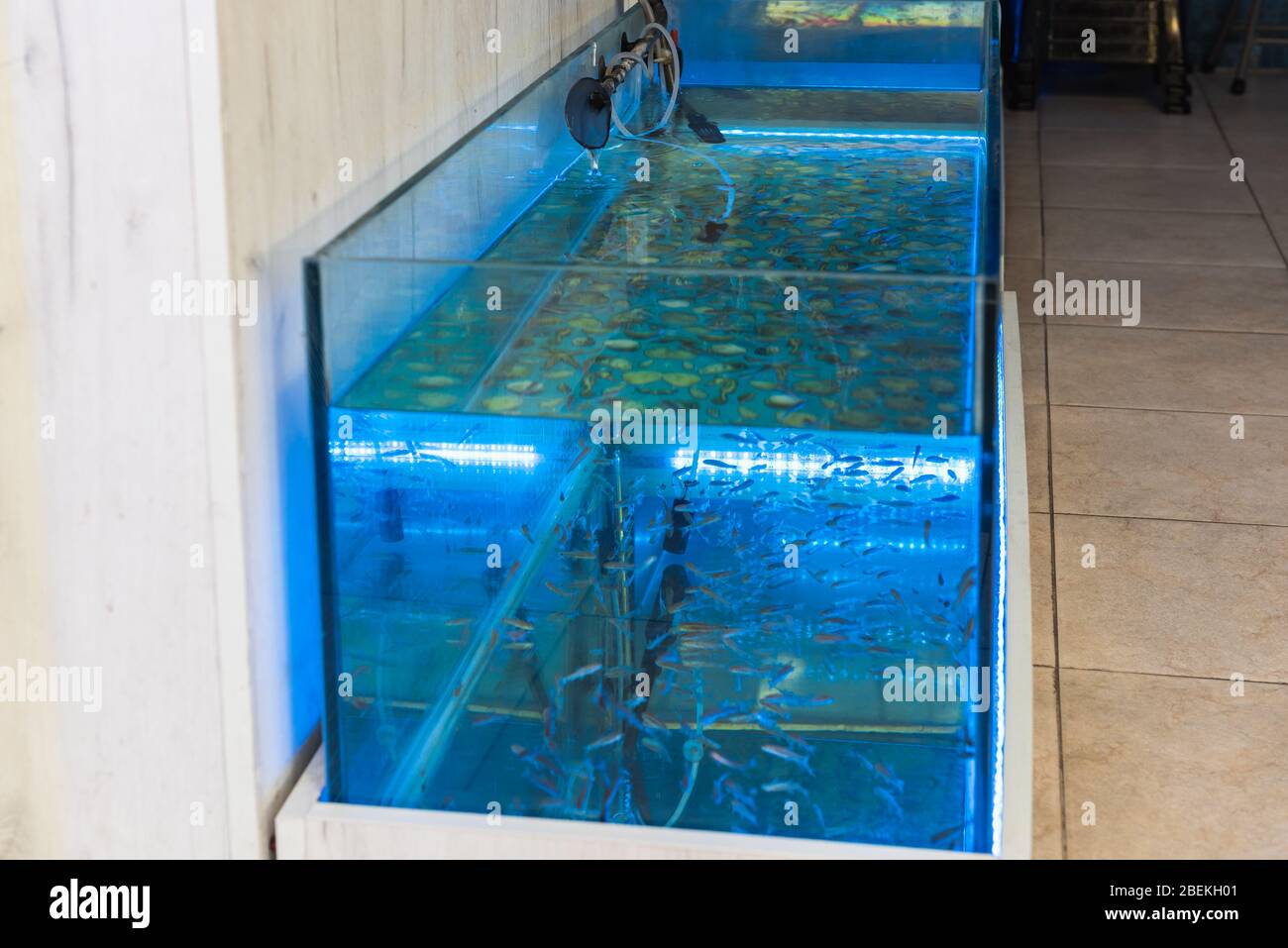Pedicure fish spa. Aquarium with small fish for foot massage Wellness skin care treatment Stock Photo