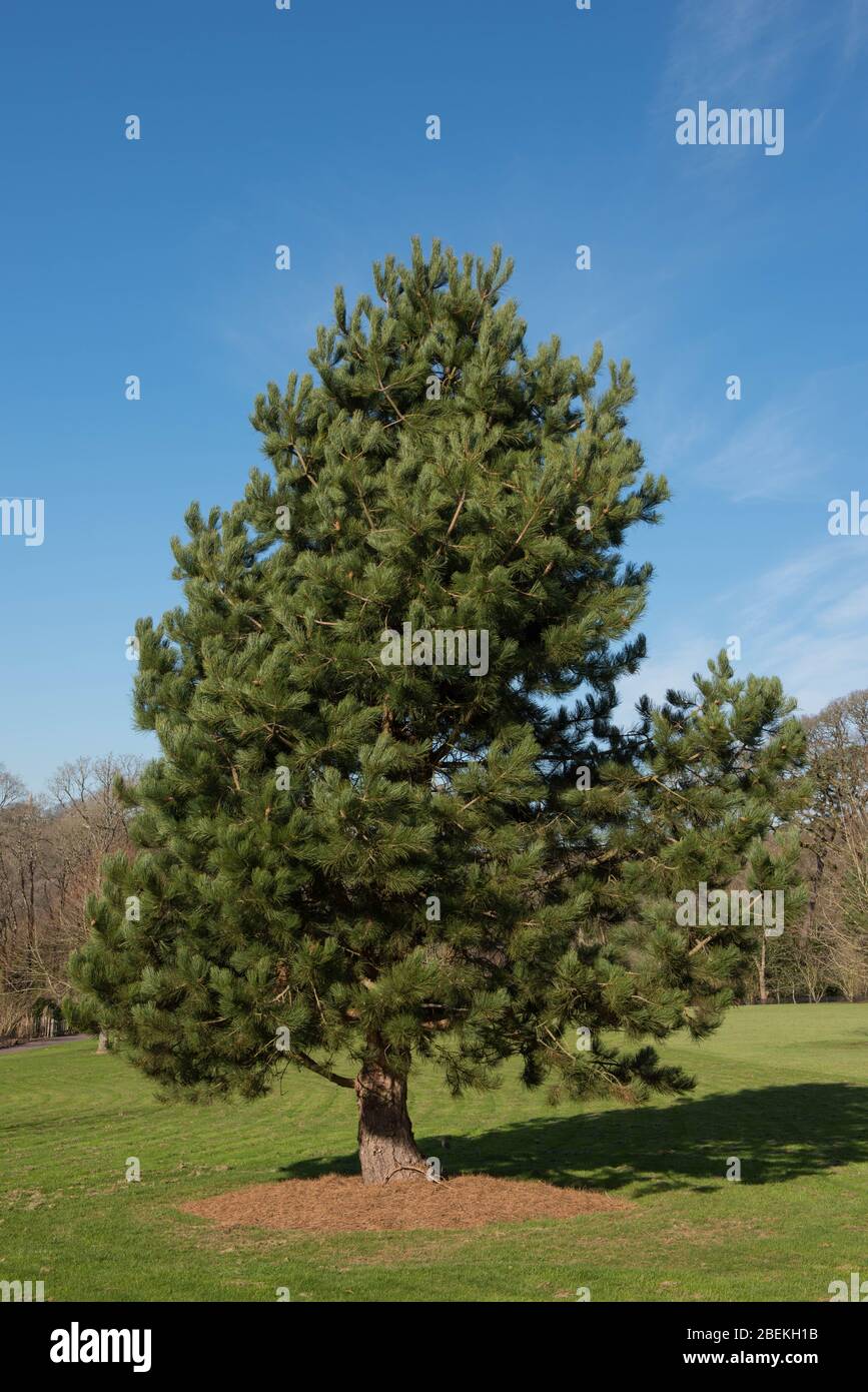 Green Foliage of the Austrian Pine or Black Pine Tree (Pinus nigra) with a Cloudy Blue Sky Background in a Garden Stock Photo