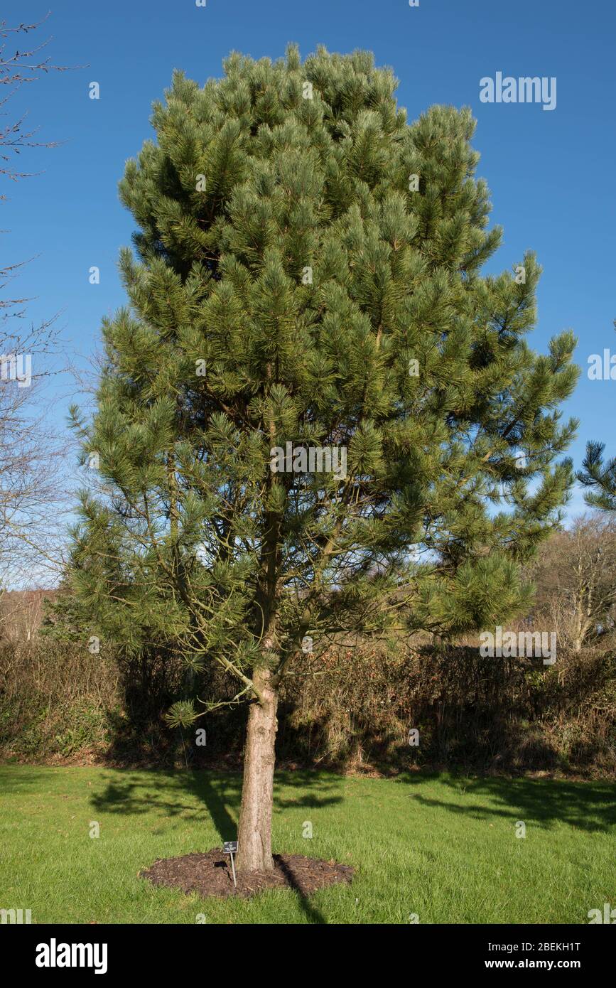 Pinus nigra subsp. pallasiana 'Pyramidata' (Crimean Pine Tree) in a Park in Rural Devon, England, UK Stock Photo