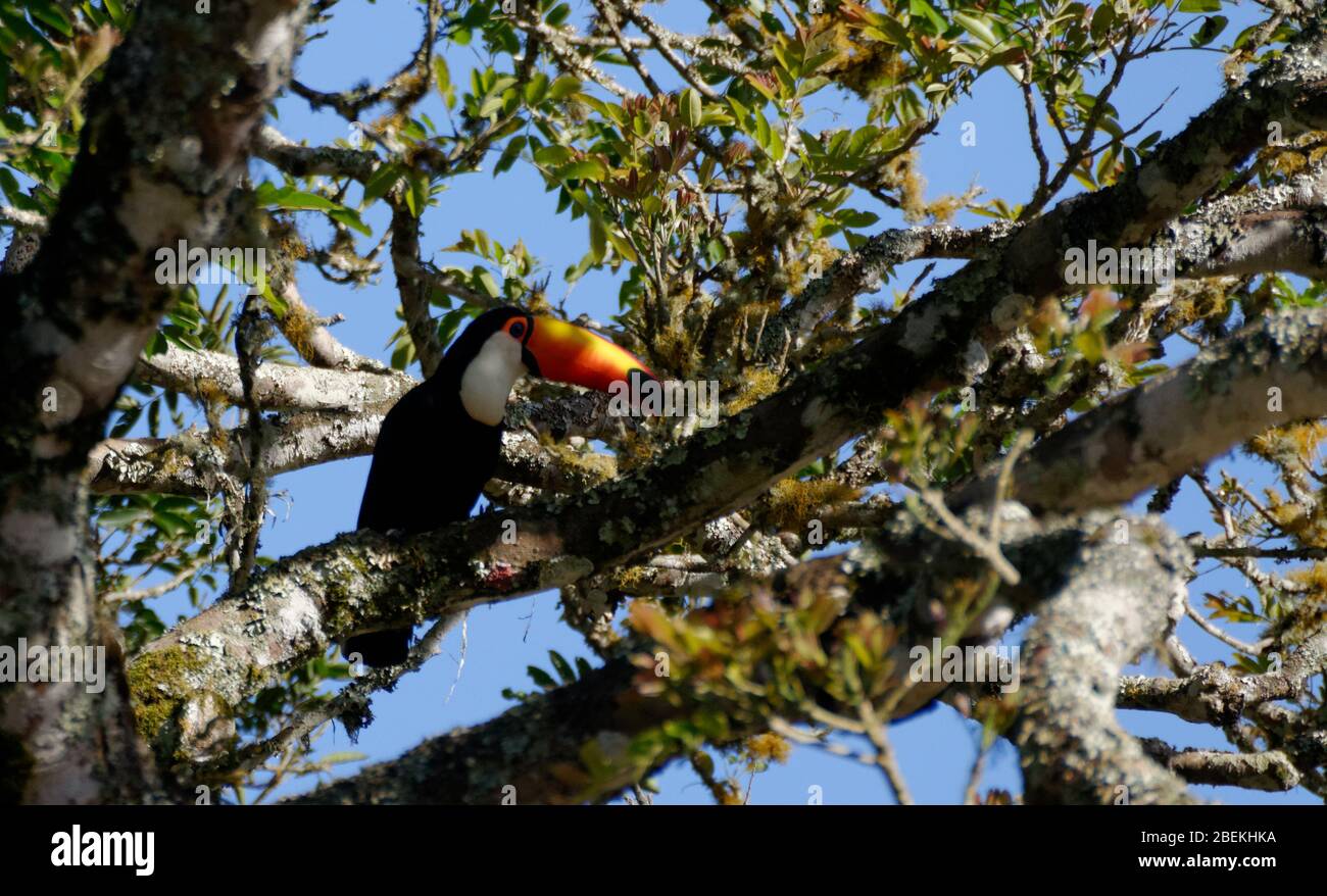 Brazillian giant Toucan bird in a tree against blue sky Stock Photo