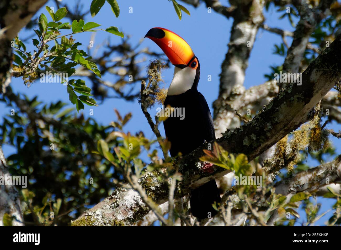 Brazillian giant Toucan bird in a tree against blue sky Stock Photo