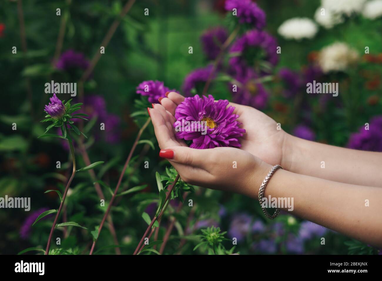 Female hands holding a purple flower. Purple aster Stock Photo