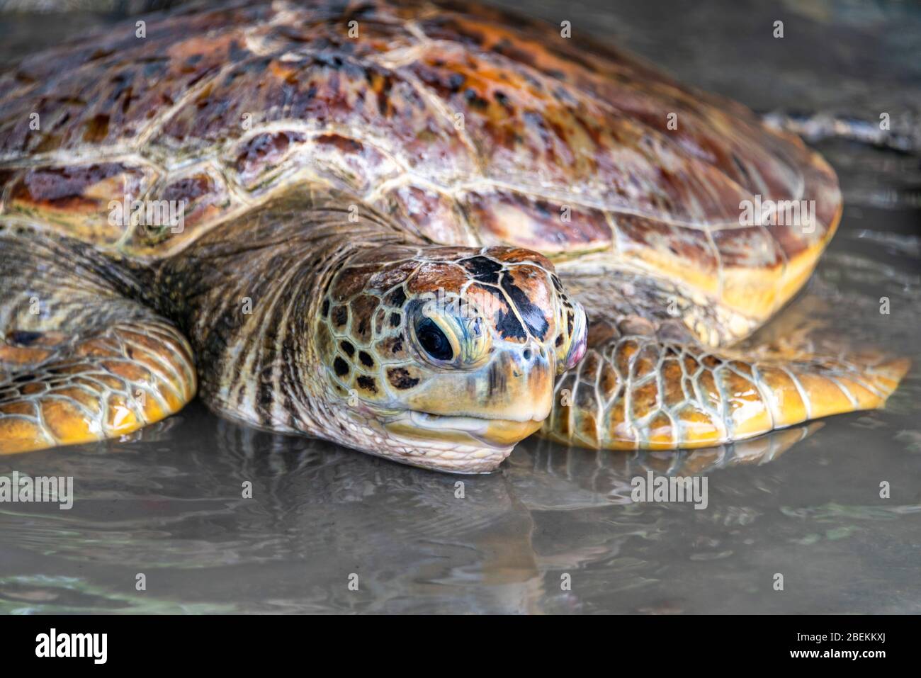 Horizontal close up of a green sea turtle on the beach in Bali, Indonesia. Stock Photo