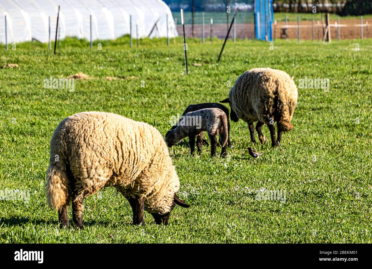 Sheep grazing in a lush green field at a farm - Hesse, Germany Stock ...