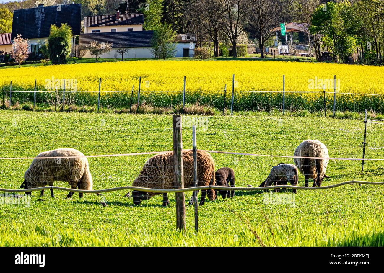 Sheep grazing on lush green springtime farmland - Hesse, Germany Stock Photo