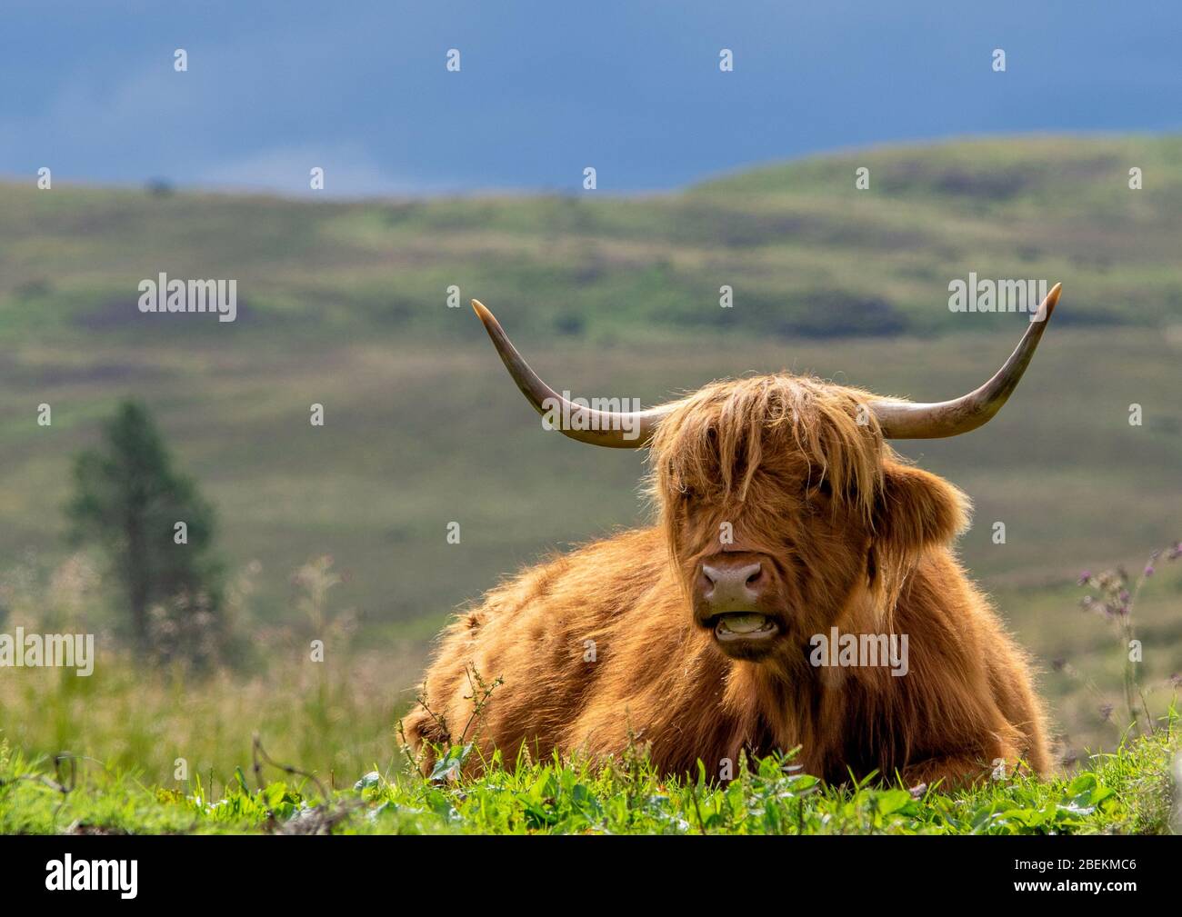 Highland cow lying in a field hi-res stock photography and images - Alamy