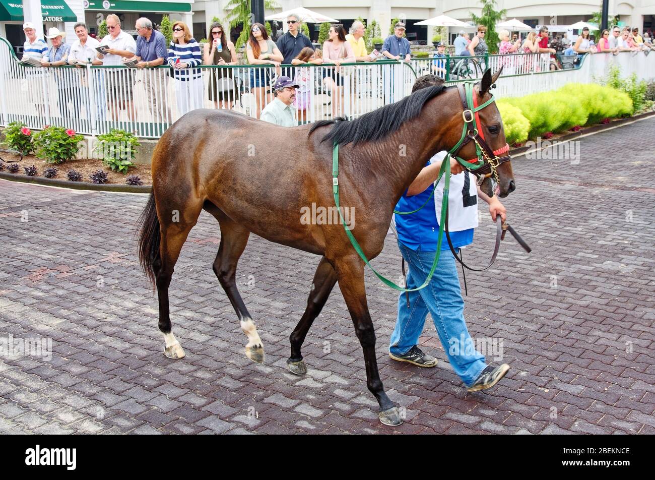 attendant leading race horse into paddock, walking, equine, white socks back legs, people watching, job, foot moving, Churchill Downs Racetrack; USA; Stock Photo