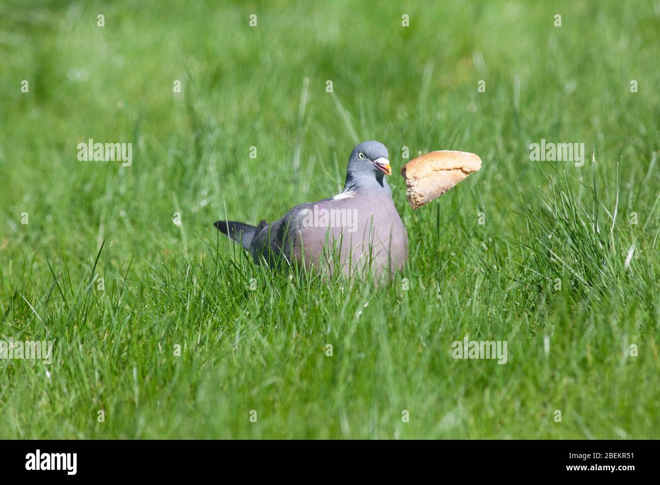 London, UK, 14 April 2020: on a cold but sunny day a wood peigeon on a lawn flings a crust of bread around as it attempts to eat it. The coronavirus lockdown means less scrap food is available for feral birds and animals used to living off rich pickings in the city. Credit: Anna Watson/Alamy Live News Stock Photo