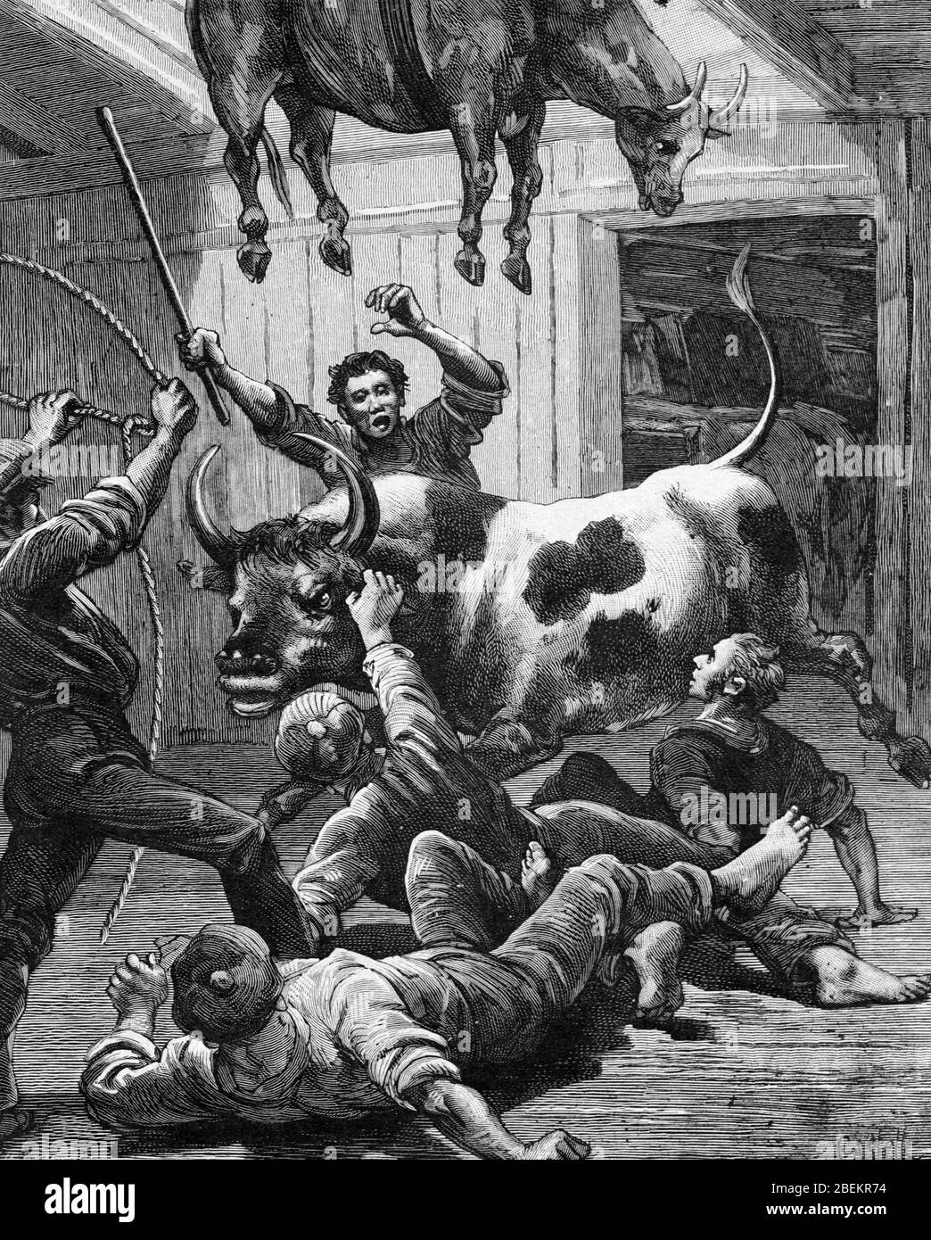 Cows or Beef Cattle Being Loaded into Hold of Ship for Transport from South America to Europe. Vintage or Old Illustration or Engraving 1887 Stock Photo