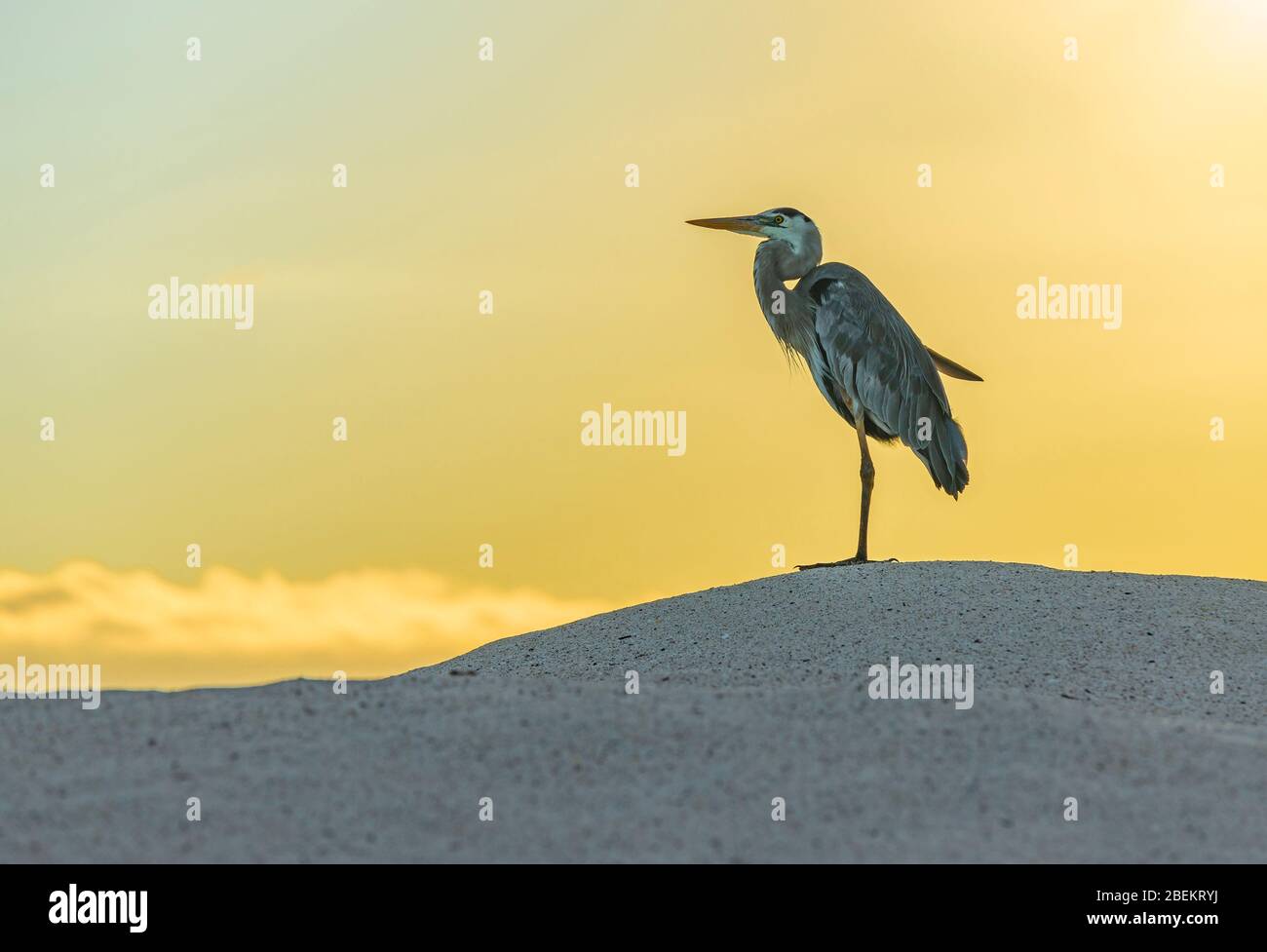 Silhouette of a great blue heron (Ardea herodias) on Playa Las Bachas beach at sunset, Santa Cruz, Galapagos Islands national park, Ecuador. Stock Photo