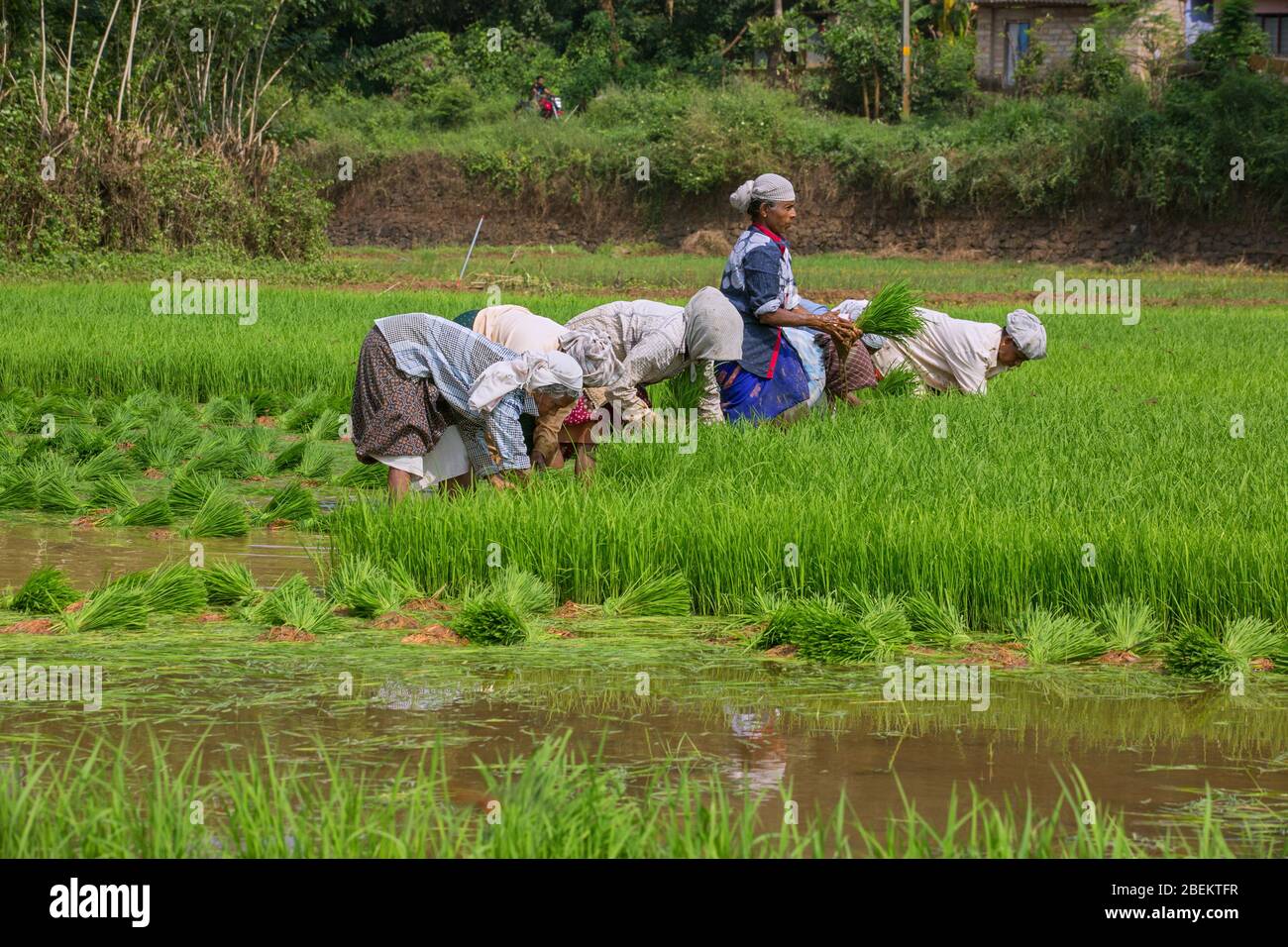 women workers working on the rice paddy fields in kerala,south india,india,asia,farming in india,kerala rice farming,pradeep subramanian Stock Photo