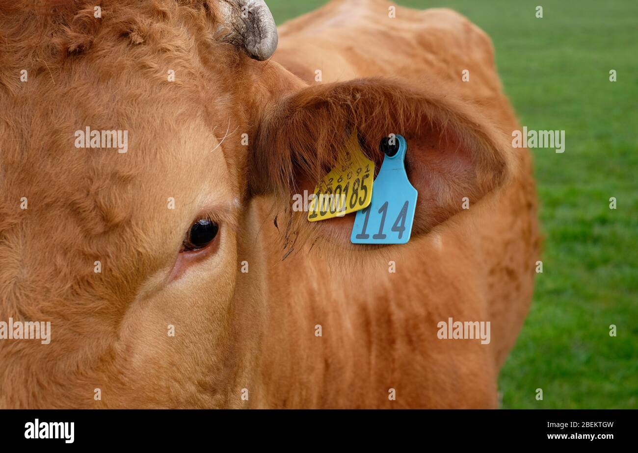 british limousin cow in field, melton constable, north norfolk, england Stock Photo