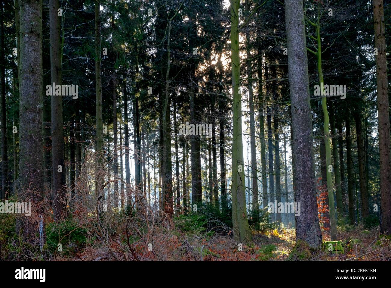 black forest trekking