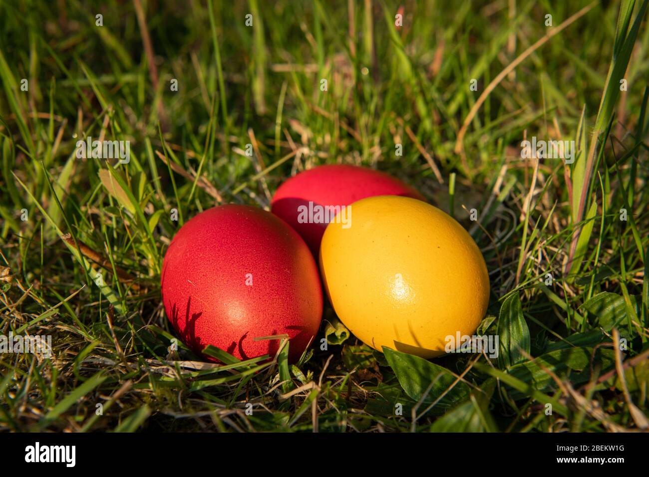 Three easter eggs (red, yellow) lying in the meadow, sunny evening in spring Stock Photo