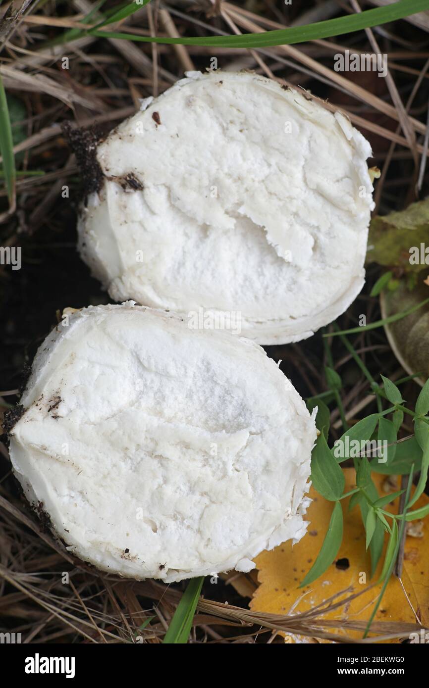 Bovista nigrescens, commonlly known as the brown puffball or black bovist, wild mushroom from Finland Stock Photo