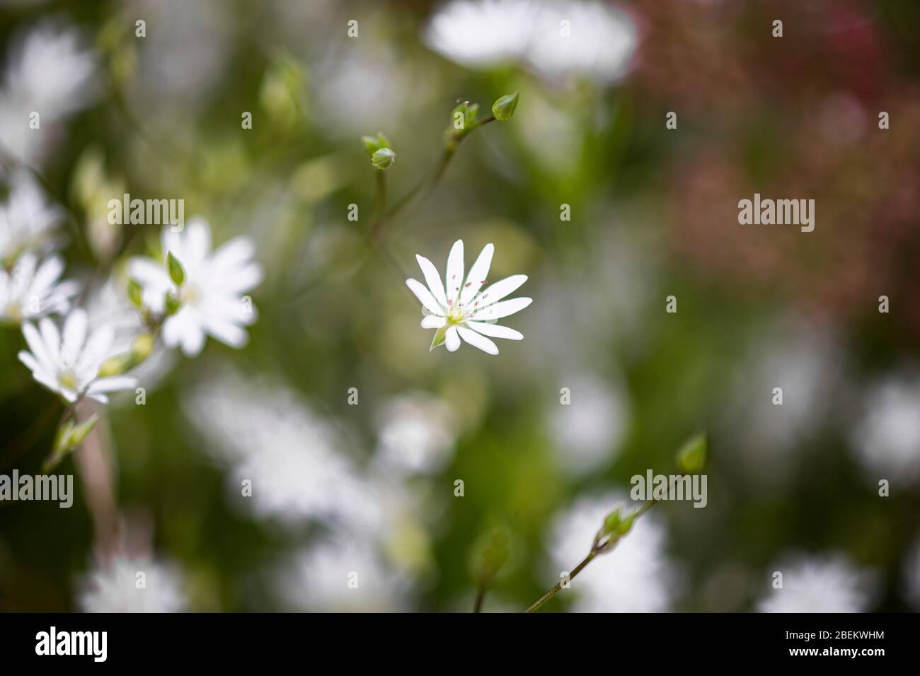 Beautiful closeup of white blooming common starwort flower with greenery in the background Stock Photo